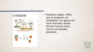 • Esquejes o gajos. Tallos
que se preparan, en
recipientes con agua o en
tierra húmeda, donde
forman nuevas raíces,
tras lo cual pueden
plantarse.
 