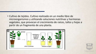 • Cultivo de tejidos. Cultivo realizado en un medio libre de
microorganismos y utilizando soluciones nutritivas y hormonas
vegetales, que provocan el crecimiento de raíces, tallos y hojas a
partir de un fragmento de una planta.
 