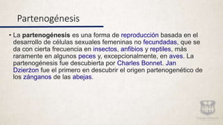 Partenogénesis
• La partenogénesis es una forma de reproducción basada en el
desarrollo de células sexuales femeninas no fecundadas, que se
da con cierta frecuencia en insectos, anfibios y reptiles, más
raramente en algunos peces y, excepcionalmente, en aves. La
partenogénesis fue descubierta por Charles Bonnet. Jan
Dzierżon fue el primero en descubrir el origen partenogenético de
los zánganos de las abejas.
 