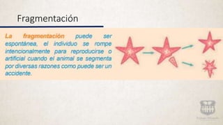 Fragmentación
 