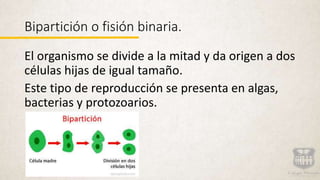 Bipartición o fisión binaria.
El organismo se divide a la mitad y da origen a dos
células hijas de igual tamaño.
Este tipo de reproducción se presenta en algas,
bacterias y protozoarios.
 