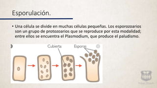 Esporulación.
• Una célula se divide en muchas células pequeñas. Los esporozoarios
son un grupo de protozoarios que se reproduce por esta modalidad;
entre ellos se encuentra el Plasmodium, que produce el paludismo.
 