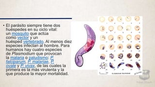 • El parásito siempre tiene dos
huéspedes en su ciclo vital:
un mosquito que actúa
como vector y un
huésped vertebrado. Al menos diez
especies infectan al hombre. Para
humanos hay cuatro especies
de Plasmodium que provocan
la malaria o paludismo: P.
falciparum, P. malariae, P.
ovale y P. vivax, de las cuales la
primera es la más virulenta y la
que produce la mayor mortalidad.
 