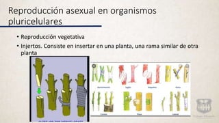 Reproducción asexual en organismos
pluricelulares
• Reproducción vegetativa
• Injertos. Consiste en insertar en una planta, una rama similar de otra
planta
 