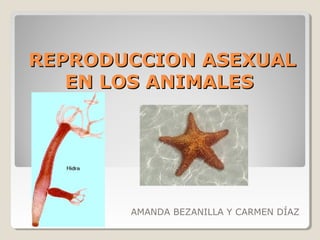 REPRODUCCION ASEXUALREPRODUCCION ASEXUAL
EN LOS ANIMALESEN LOS ANIMALES
AMANDA BEZANILLA Y CARMEN DÍAZ
 