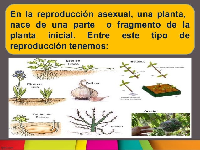 Reproduccion asexual en plantas Reproduccion asexual en plantas