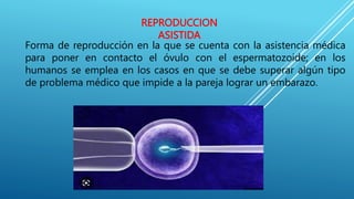 REPRODUCCION
ASISTIDA
Forma de reproducción en la que se cuenta con la asistencia médica
para poner en contacto el óvulo con el espermatozoide; en los
humanos se emplea en los casos en que se debe superar algún tipo
de problema médico que impide a la pareja lograr un embarazo.
 