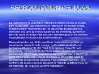 REPRODUCCION CELULARREPRODUCCION CELULAR
La reproducción es un proceso mediante el cual las células se dividen
para multiplicarse. Las procariotas se reproducen por división simple,
llamada también fisión binaria. En los organismos pluricelulares se
distinguen dos tipos de células eucariotas: las somáticas, que forman
parte de todos los tejidos y las sexuales, representadas en los animales
superiores por los óvulos y los espermatozoides.
Dentro del núcleo, las células somáticas contienen una cantidad de
cromosomas propia de cada especie, de las cuales la mitad fueron
heredadas del padre y la otra mitad de la madre al momento de la
fecundación. Por ejemplo, los humanos poseen 23 pares de
cromosomas (46 en total), el caballo 32 pares (64 en total) y el perro 39
pares (78 en total). Estas células somáticas, al tener doble juego de
cromosomas se denominan diploides, y se simbolizan como 2n. Por el
contrario, las células sexuales contienen la mitad de la dotación total de
cromosomas, por lo que se las llama haploides (n).
 