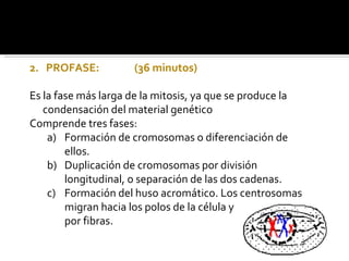 2.  PROFASE: (36 minutos) Es la fase más larga de la mitosis, ya que se produce la condensación del material genético Comprende tres fases: Formación de cromosomas o diferenciación de ellos. Duplicación de cromosomas por división longitudinal, o separación de las dos cadenas. Formación del huso acromático. Los centrosomas migran hacia los polos de la célula y quedan unidos por fibras. 