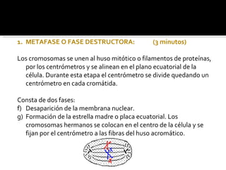 METAFASE O FASE DESTRUCTORA: (3 minutos) Los cromosomas se unen al huso mitótico o filamentos de proteínas, por los centrómetros y se alinean en el plano ecuatorial de la célula. Durante esta etapa el centrómetro se divide quedando un centrómetro en cada cromátida. Consta de dos fases:  Desaparición de la membrana nuclear. Formación de la estrella madre o placa ecuatorial. Los cromosomas hermanos se colocan en el centro de la célula y se fijan por el centrómetro a las fibras del huso acromático. 
