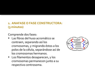 ANAFASE O FASE CONSTRUCTORA: (3 minutos) Comprende dos fases: Las fibras del huso acromático se contraen, separando así los cromosomas, y migrando éstos a los polos de la célula, separándose así de los cromosomas hermanos. Los filamentos desaparecen, y los cromosomas permanecen junto a su respectivo centrosoma. 