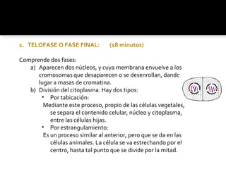 TELOFASE O FASE FINAL: (18 minutos) Comprende dos fases: Aparecen dos núcleos, y cuya membrana envuelve a los cromosomas que desaparecen o se desenrollan, dando lugar a masas de cromatina. División del citoplasma. Hay dos tipos: Por tabicación: Mediante este proceso, propio de las células vegetales, se separa el contenido celular, núcleo y citoplasma, entre las células hijas. Por estrangulamiento: Es un proceso similar al anterior, pero que se da en las células animales. La célula se va estrechando por el centro, hasta tal punto que se divide por la mitad. 