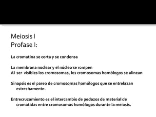 Meiosis I Profase I: La cromatina se corta y se condensa La membrana nuclear y el núcleo se rompen Al  ser  visibles los cromosomas, los cromosomas homólogos se alinean Sinapsis es el pareo de cromosomas homólogos que se entrelazan estrechamente. Entrecruzamiento es el intercambio de pedazos de material de cromatidas entre cromosomas homólogos durante la meiosis. 