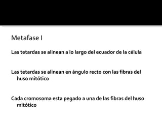 Metafase I Las tetardas se alinean a lo largo del ecuador de la célula  Las tetardas se alinean en ángulo recto con las fibras del huso mitótico Cada cromosoma esta pegado a una de las fibras del huso mitótico 