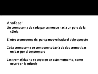 Anafase I Un cromosoma de cada par se mueve hacia un polo de la célula El otro cromosoma del par se mueve hacia el polo opuesto Cada cromosoma se compone todavía de dos cromatidas unidas por el centromero Las cromatidas no se separan en este momento, como ocurre en la mitosis. 