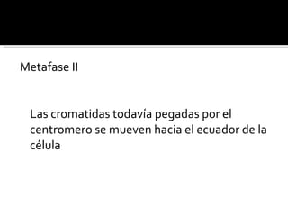 Metafase II Las cromatidas todavía pegadas por el centromero se mueven hacia el ecuador de la  célula 