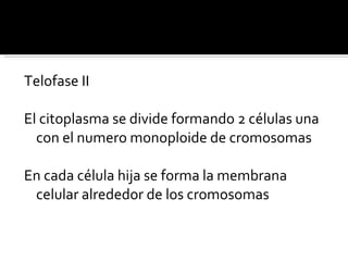 Telofase II El citoplasma se divide formando 2 células una con el numero monoploide de cromosomas En cada célula hija se forma la membrana celular alrededor de los cromosomas  