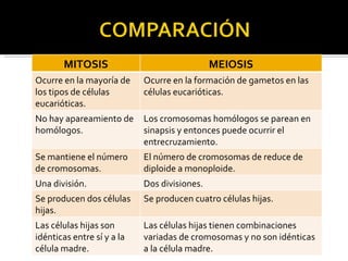 MITOSIS MEIOSIS Ocurre en la mayoría de los tipos de células eucarióticas. Ocurre en la formación de gametos en las células eucarióticas. No hay apareamiento de homólogos. Los cromosomas homólogos se parean en sinapsis y entonces puede ocurrir el entrecruzamiento. Se mantiene el número de cromosomas. El número de cromosomas de reduce de diploide a monoploide. Una división. Dos divisiones. Se producen dos células hijas. Se producen cuatro células hijas. Las células hijas son idénticas entre sí y a la célula madre. Las células hijas tienen combinaciones variadas de cromosomas y no son idénticas a la célula madre. 