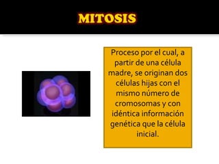 Proceso por el cual, a partir de una célula madre, se originan dos células hijas con el mismo número de cromosomas y con idéntica información genética que la célula inicial. 