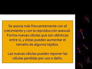 Se asocia más frecuentemente con el crecimiento y con la reproducción asexual. Forma nuevas células que son idénticas entre sí, y éstas pueden aumentar el tamaño de algunos tejidos. Las nuevas células pueden reponer las células perdidas por uso o daño. 