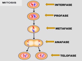 INTERFASE PROFASE TELOFASE METAFASE ANAFASE 