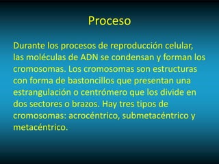 Proceso
Durante los procesos de reproducción celular,
las moléculas de ADN se condensan y forman los
cromosomas. Los cromosomas son estructuras
con forma de bastoncillos que presentan una
estrangulación o centrómero que los divide en
dos sectores o brazos. Hay tres tipos de
cromosomas: acrocéntrico, submetacéntrico y
metacéntrico.
 