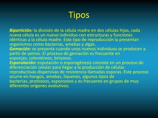Tipos
Bipartición: la división de la célula madre en dos células hijas, cada
nueva célula es un nuevo individuo con estructuras y funciones
idénticas a la célula madre. Este tipo de reproducción la presentan
organismos como bacterias, amebas y algas.
Gemación: se presenta cuando unos nuevos individuos se producen a
partir de yemas. El proceso de gemación es frecuente en
esponjas, celentéreos, briozoos.
Esporulación: esputación o esporogénesis consiste en un proceso de
diferenciación celular para llegar a la producción de células
reproductivas dispersivas de resistencia llamadas esporas. Este proceso
ocurre en hongos, amebas, líquenes, algunos tipos de
bacterias, protozoos, esporozoos y es frecuente en grupos de muy
diferentes orígenes evolutivos.
 