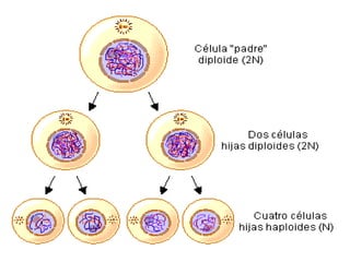 Reproduccion celular