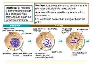INTERFASE PROFASE
Centrosomas
(con pares de centríolos)
Cromatina
Nucleolos Membrana
nuclear
Membrana
plasmática
Huso mitótico
temprano
Centríolos
Centrosoma
Cromosoma,
formado por dos
cromátidas hermanas
Fragmentos
membrana
nuclear
Centrómeros
Microtúbulos del
huso
Interfase: El nucleolo
y la membrana celular
se distinguen y los
cromosomas están en
forma de cromatina
Profase: Los cromosomas se condensan y la
membrana nuclear ya no es visible.
Aparece el huso acromático y se une a los
centrómeros
Los centríolos comienzan a migrar hacia los
polos
 