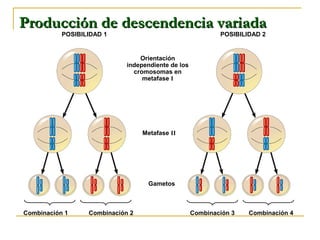 POSIBILIDAD 1 POSIBILIDAD 2
Orientación
independiente de los
cromosomas en
metafase I
Metafase II
Gametos
Combinación 1 Combinación 2 Combinación 3 Combinación 4
Producción de descendencia variadaProducción de descendencia variada
 