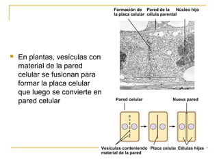  En plantas, vesículas con
material de la pared
celular se fusionan para
formar la placa celular
que luego se convierte e...