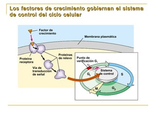 Los factores de crecimiento gobiernan el sistemaLos factores de crecimiento gobiernan el sistema
de control del ciclo celu...