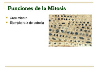  Crecimiento
 Ejemplo raíz de cebolla
Funciones de la MitosisFunciones de la Mitosis
 