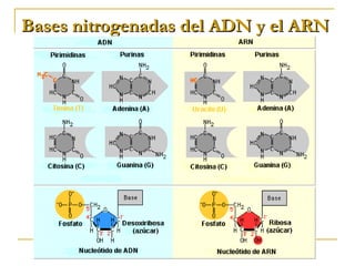 Bases nitrogenadas del ADN y el ARNBases nitrogenadas del ADN y el ARN
 