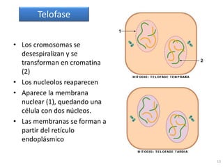 13
• Los cromosomas se
desespiralizan y se
transforman en cromatina
(2)
• Los nucleolos reaparecen
• Aparece la membrana
nuclear (1), quedando una
célula con dos núcleos.
• Las membranas se forman a
partir del retículo
endoplásmico
Telofase
 