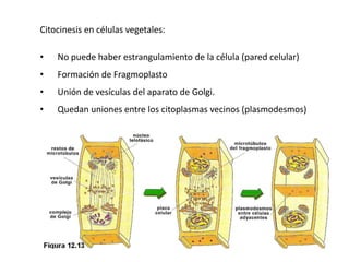 Citocinesis en células vegetales:
• No puede haber estrangulamiento de la célula (pared celular)
• Formación de Fragmoplasto
• Unión de vesículas del aparato de Golgi.
• Quedan uniones entre los citoplasmas vecinos (plasmodesmos)
 
