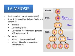 LA MEIOSIS
• Produce células haploides (gametos).
• A partir de una célula diploide (meiocito)
se forman:
• 4 células
• Células haploides
• Células con recombinación genética
(diferentes entre sí)
• Dos partes:
• Meiosis I (fase reduccional)
• Meiosis II (similar a una mitosis
convencional)
 