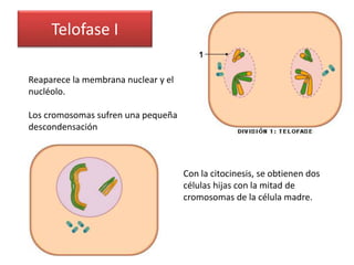 Telofase I
Reaparece la membrana nuclear y el
nucléolo.
Los cromosomas sufren una pequeña
descondensación
Con la citocinesis, se obtienen dos
células hijas con la mitad de
cromosomas de la célula madre.
 