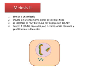 Meiosis II
1. Similar a una mitosis
2. Ocurre simultáneamente en las dos células hijas
3. La interfase es muy breve, no hay duplicación del ADN
4. Surgen 4 células haploides, con n cromosomas cada una y
genéticamente diferentes
 