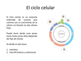 El ciclo celular
El ciclo celular es un conjunto
ordenado de sucesos que
culmina con el crecimiento de la
célula y la división en dos células
hijas.
Puede durar desde unas pocas
horas hasta varios años (depende
del tipo de célula)
Se divide en dos fases:
1. Interfase
2. Fase M (mitosis y citocinesis)
 