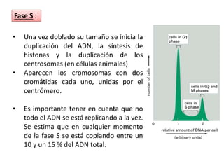 • Una vez doblado su tamaño se inicia la
duplicación del ADN, la síntesis de
histonas y la duplicación de los
centrosomas (en células animales)
• Aparecen los cromosomas con dos
cromátidas cada uno, unidas por el
centrómero.
• Es importante tener en cuenta que no
todo el ADN se está replicando a la vez.
Se estima que en cualquier momento
de la fase S se está copiando entre un
10 y un 15 % del ADN total.
Fase S :
 