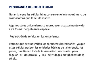 IMPORTANCIA DEL CICLO CELULAR
Garantiza que las células hijas conserven el mismo número de
cromosomas que la célula madre.
Algunos seres unicelulares se reproducen asexualmente y de
esta forma perpetúan la especie.
Reparación de tejidos en los organismos.
Permite que se transmitan los caracteres hereditarios, ya que
estas células poseen las unidades básicas de la herencia, los
genes, que tienen toda la información necesaria para
regular el desarrollo y las actividades metabólicas de la
célula.
 