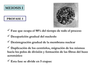 PROFASE I
 Fase que ocupa el 90% del tiempo de todo el proceso
 Desaparición gradual del nucleolo
 Desintegración gradual de la membrana nuclear
 Duplicación de los centríolos, migración de los mismos
hacia los polos de división y formación de las fibras del huso
acromático
 Esta fase se divide en 5 etapas:
MEIOSIS I
 