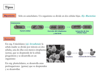 Tipos
Bipartición Sólo en unicelulares. Un organismo se divide en dos células hijas. Ej.: Bacterias
Gemación
En org. Unicelulares (ej.: levaduras): la
célula madre se divide por mitosis en dos
células, una de ellas con menos citoplasma
(yema), que se desprende de la célula
progenitora y se desarrolla en un
organismo
En org. pluricelulares, se desarrolla unas
prolongaciones (gemas) que se desprenden
y se desarrollan
 