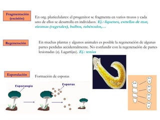 Fragmentación
(escisión)
Regeneración
Esporulación
En org. pluricelulares: el progenitor se fragmenta en varios trozos y cada
uno de ellos se desarrolla en individuos. Ej.: líquenes, estrellas de mar,
rizomas (vegetales), bulbos, tubérculos,…
En muchas plantas y algunos animales es posible la regeneración de algunas
partes perdidas accidentalmente. No confundir con la regeneración de partes
lesionadas (ej. Lagartijas). Ej.: tenias
Formación de esporas
 