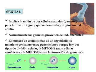 SEXUAL
 Implica la unión de dos células sexuales (gametos)
para formar un zigoto, que se desarrolla y origina un ind.
adulto
 Normalmente los gametos provienen de ind. diferentes
 El número de cromosomas de un organismo se
mantiene constante entre generaciones porque hay dos
tipos de división celular, la MITOSIS (para células
somáticas) y la MEIOSIS (para la formación de gametos)
 