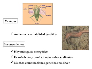 Ventajas
 Aumenta la variabilidad genética
Inconvenientes
 Hay más gasto energético
 Es más lenta y produce menos descendientes
 Muchas combinaciones genéticas no sirven
 
