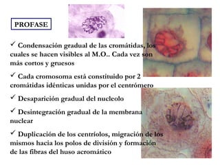 PROFASE
 Condensación gradual de las cromátidas, los
cuales se hacen visibles al M.O.. Cada vez son
más cortos y gruesos
 Cada cromosoma está constituido por 2
cromátidas idénticas unidas por el centrómero
 Desaparición gradual del nucleolo
 Desintegración gradual de la membrana
nuclear
 Duplicación de los centríolos, migración de los
mismos hacia los polos de división y formación
de las fibras del huso acromático
 