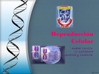 Reproducción
Celular
Anabel Carrillo
V- 16779494
Genetica y Conducta
 