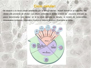Ciclo celular:
De acuerdo a la teoría celular establecida por el biólogo alemán Rudolf Virchoff en el siglo XIX, “las
células sólo provienen de células”. Las células existentes se dividen a través de una serie ordenada de
pasos denominados ciclo celular; en el la célula aumenta su tamaño, el número de componentes
intracelulares (proteínas y organelos), duplica su material genético y finalmente se divide.
 